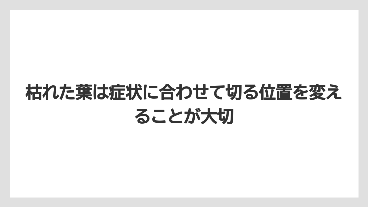 【サンスベリア】【栽培】【農業】枯れた葉は症状に合わせて切る位置を変えることが大切