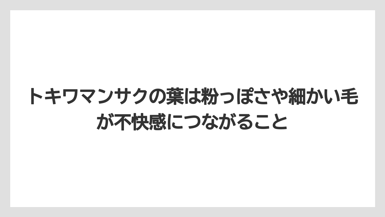 【栽培】【農園】【農業】トキワマンサクの葉は粉っぽさや細かい毛が不快感につながること