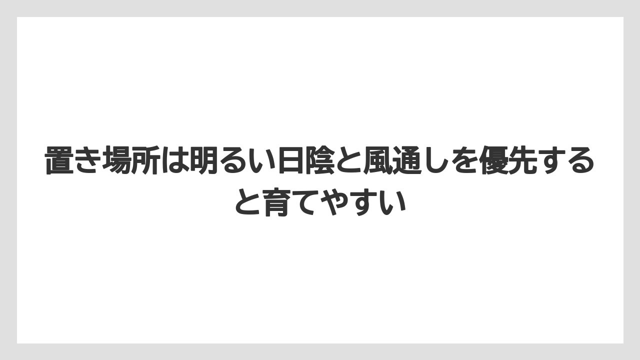 置き場所は明るい日陰と風通しを優先すると育てやすい