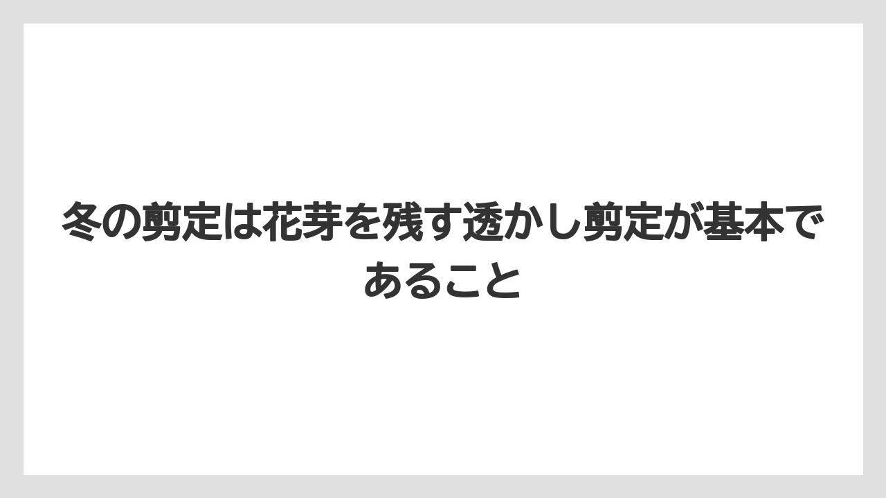 【スモークツリー】【剪定】【枯れ】【栽培】冬の剪定は花芽を残す透かし剪定が基本であること