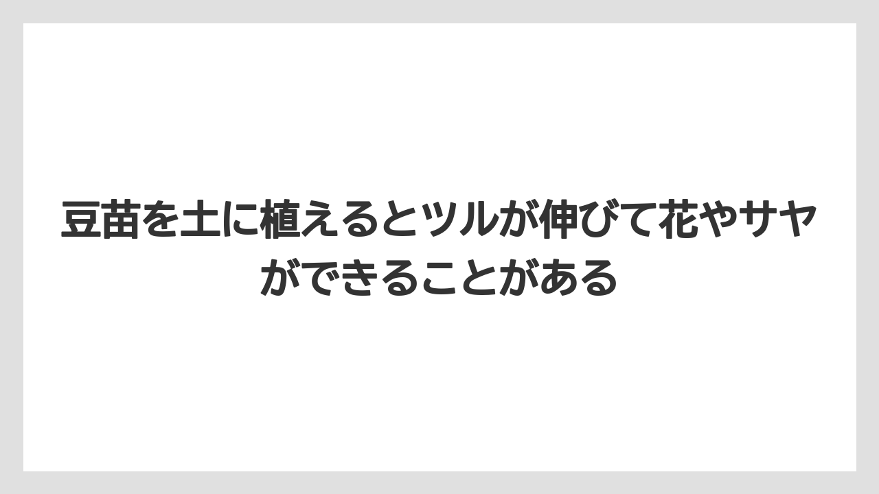 【栽培】【豆苗】【農業】豆苗を土に植えるとツルが伸びて花やサヤができることがある