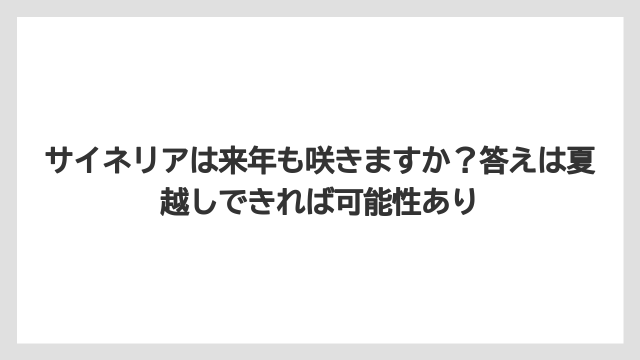 【栽培】【肥料】【農業】サイネリアは来年も咲きますか？答えは夏越しできれば可能性あり