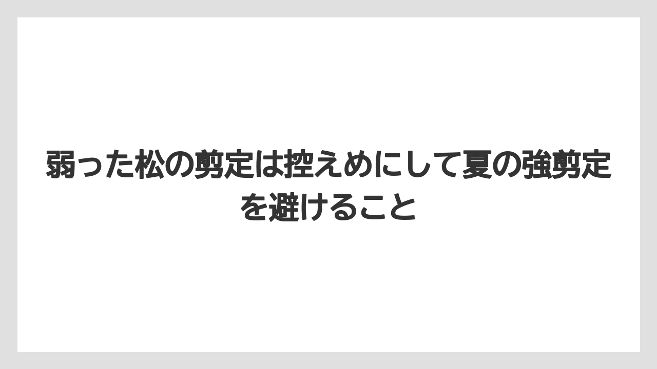【枯れ】【栽培】【葉】弱った松の剪定は控えめにして夏の強剪定を避けること