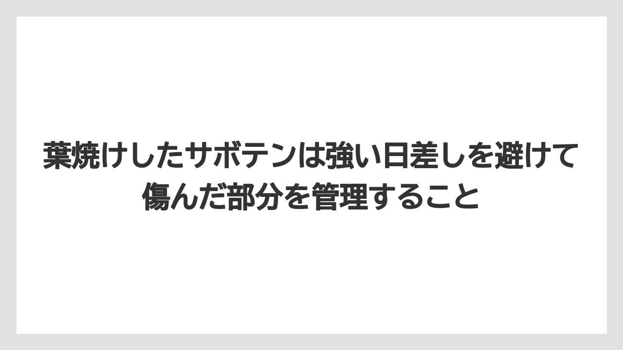 【サボテン】【危険】【枯れ】【栽培】葉焼けしたサボテンは強い日差しを避けて傷んだ部分を管理すること