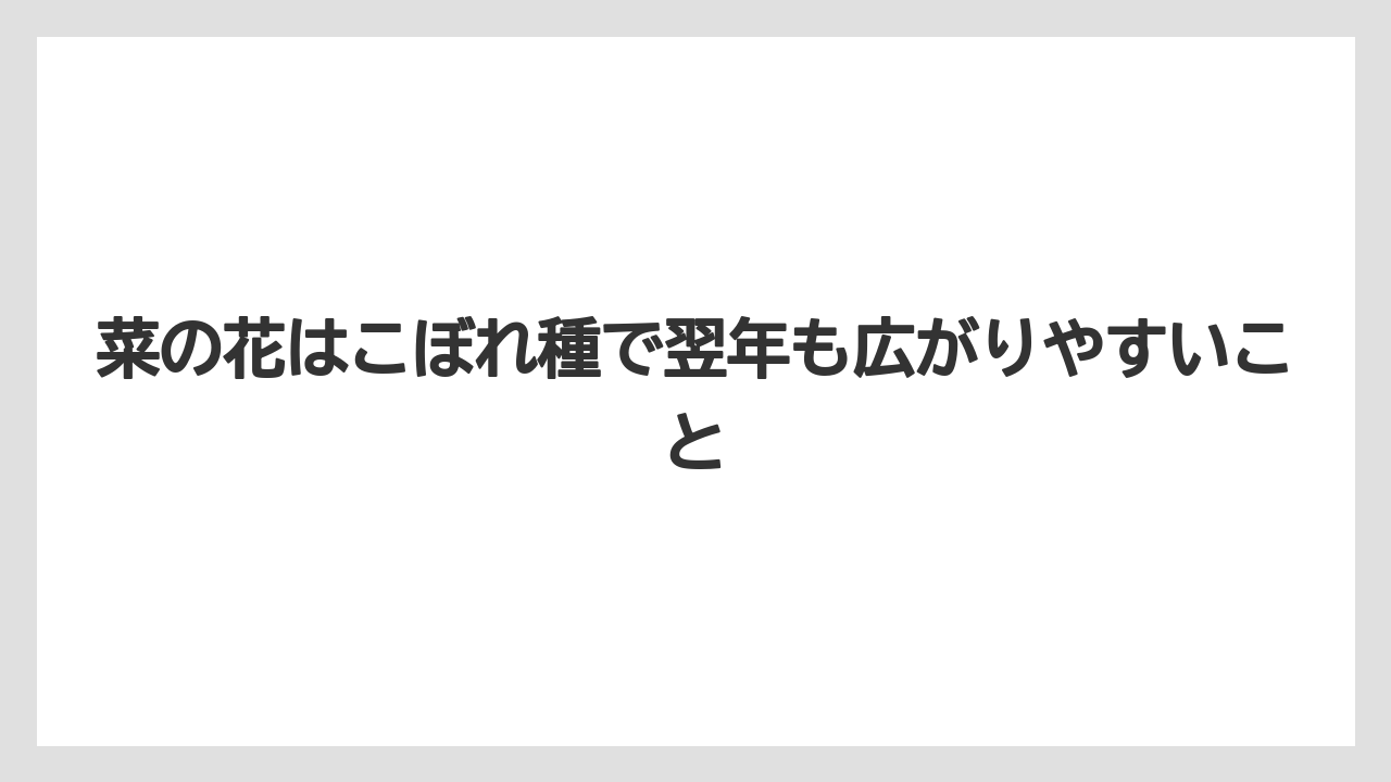 【栽培】【農園】【農業】菜の花はこぼれ種で翌年も広がりやすいこと