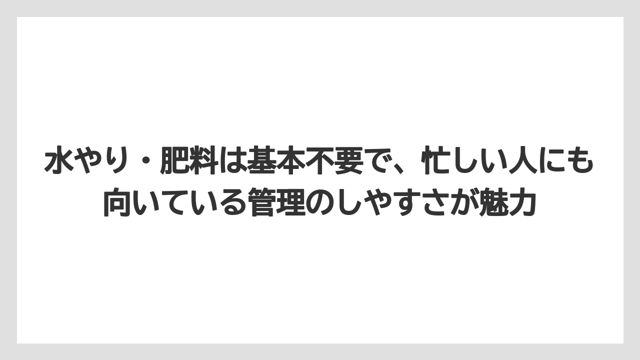 【デメリット】【庭】【栽培】【植え】【育て方】水やり・肥料は基本不要で、忙しい人にも向いている管理のしやすさが魅力
