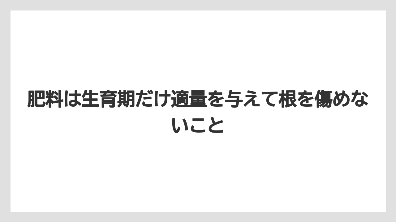 【パキラ】【木】【栽培】【育て方】肥料は生育期だけ適量を与えて根を傷めないこと