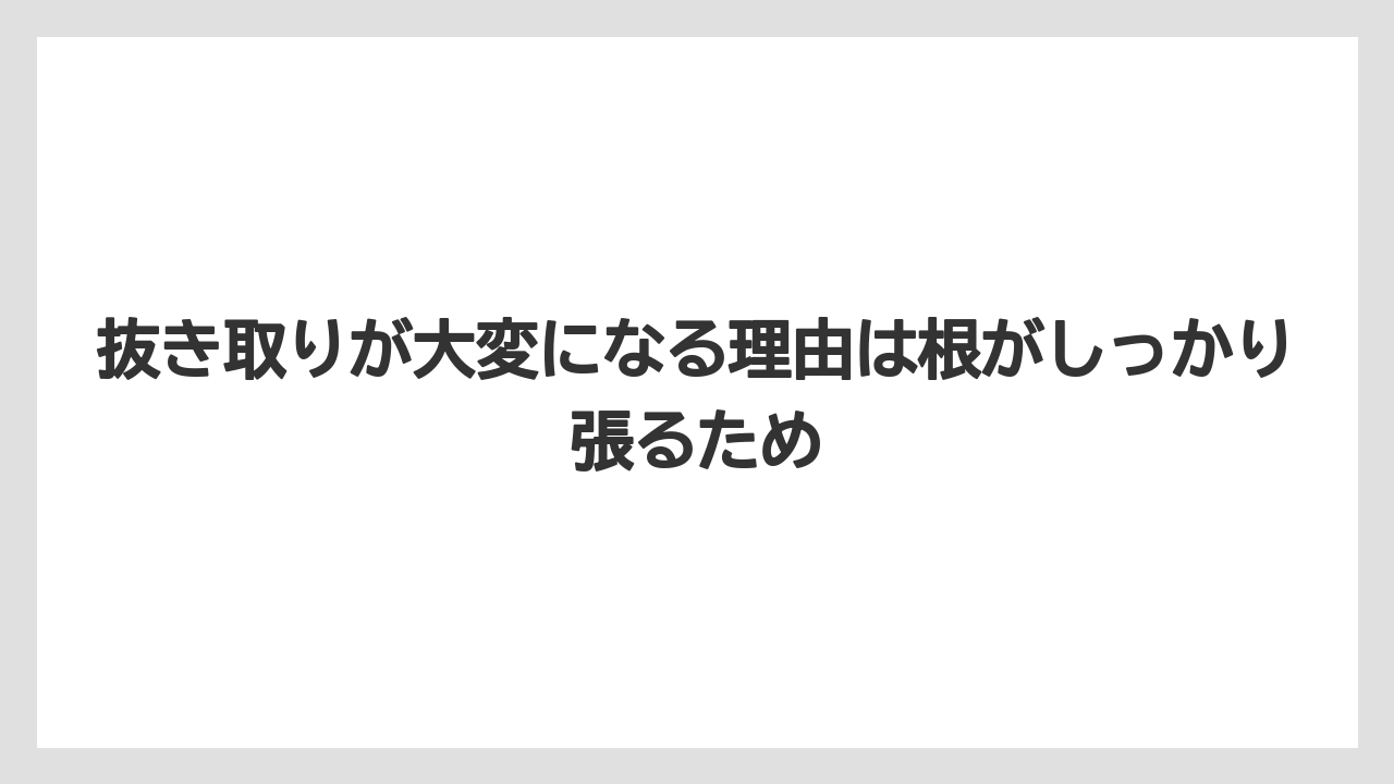 【栽培】【農園】【農業】抜き取りが大変になる理由は根がしっかり張るため