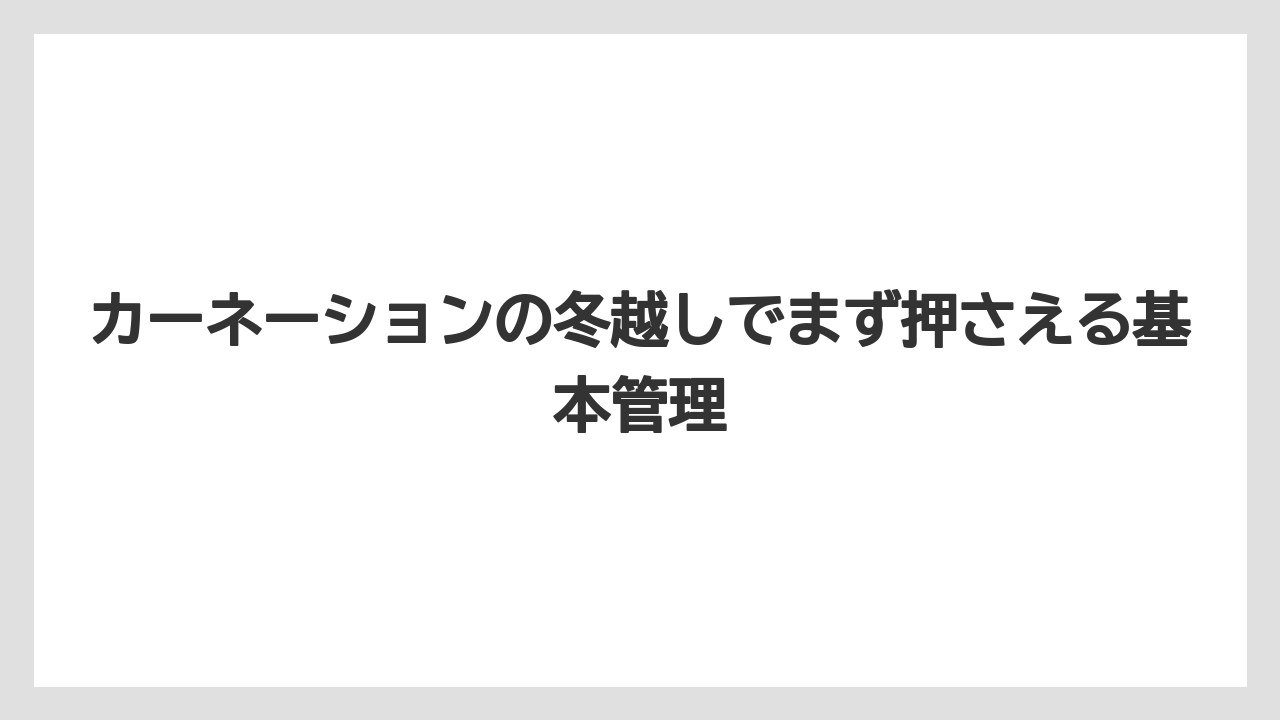 カーネーションの冬越しでまず押さえる基本管理