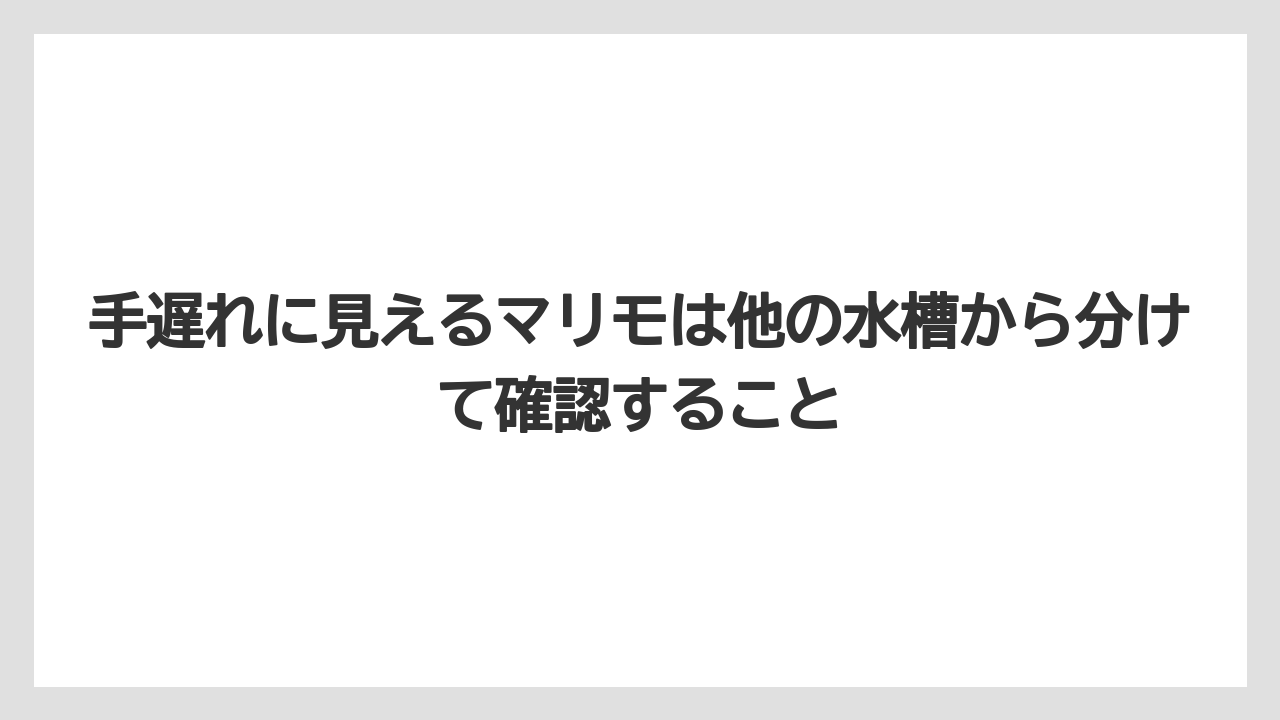 【まりも】【バラ】【栽培】手遅れに見えるマリモは他の水槽から分けて確認すること