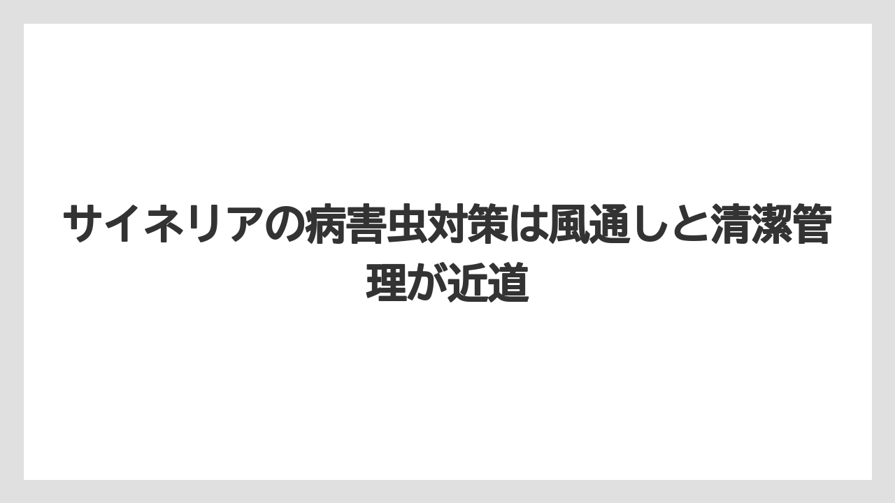 【栽培】【肥料】【農業】サイネリアの病害虫対策は風通しと清潔管理が近道