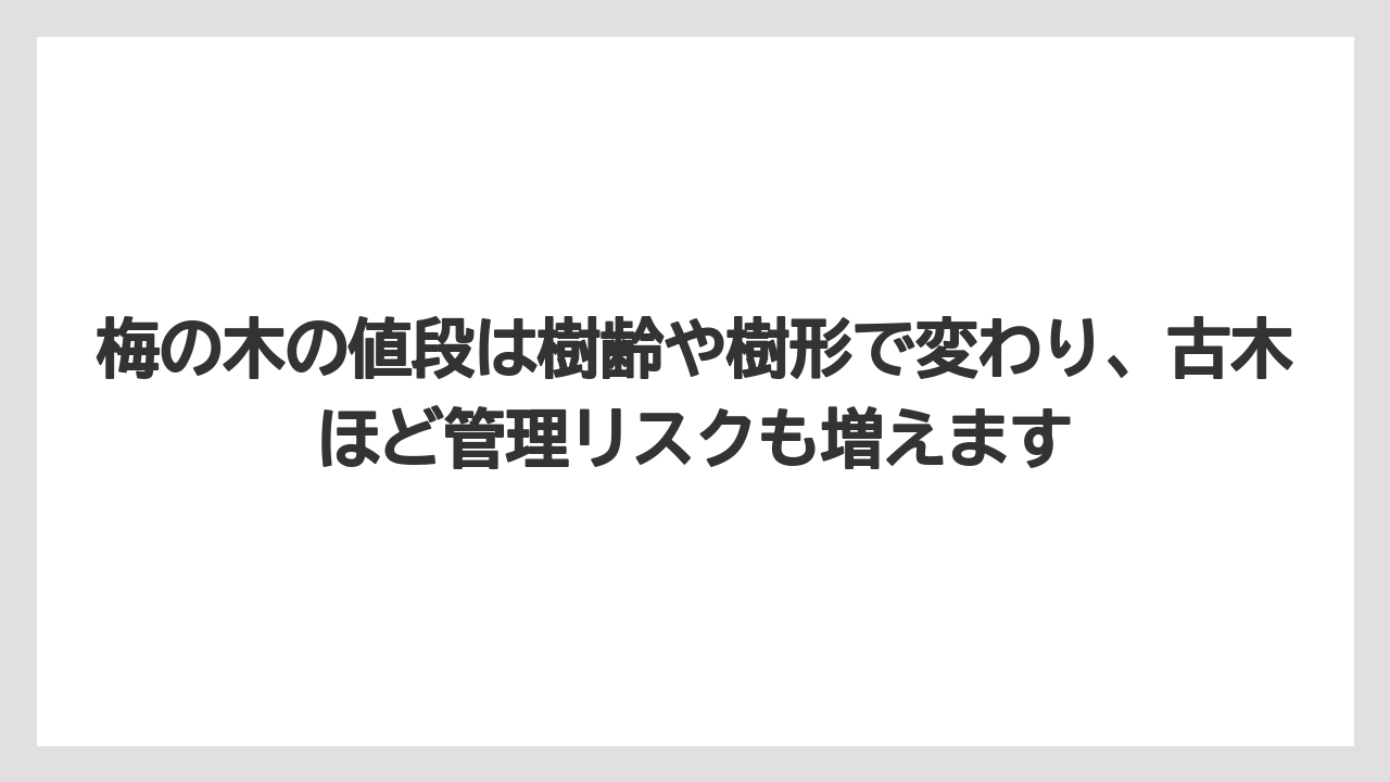 梅の木の値段は樹齢や樹形で変わり、古木ほど管理リスクも増えます