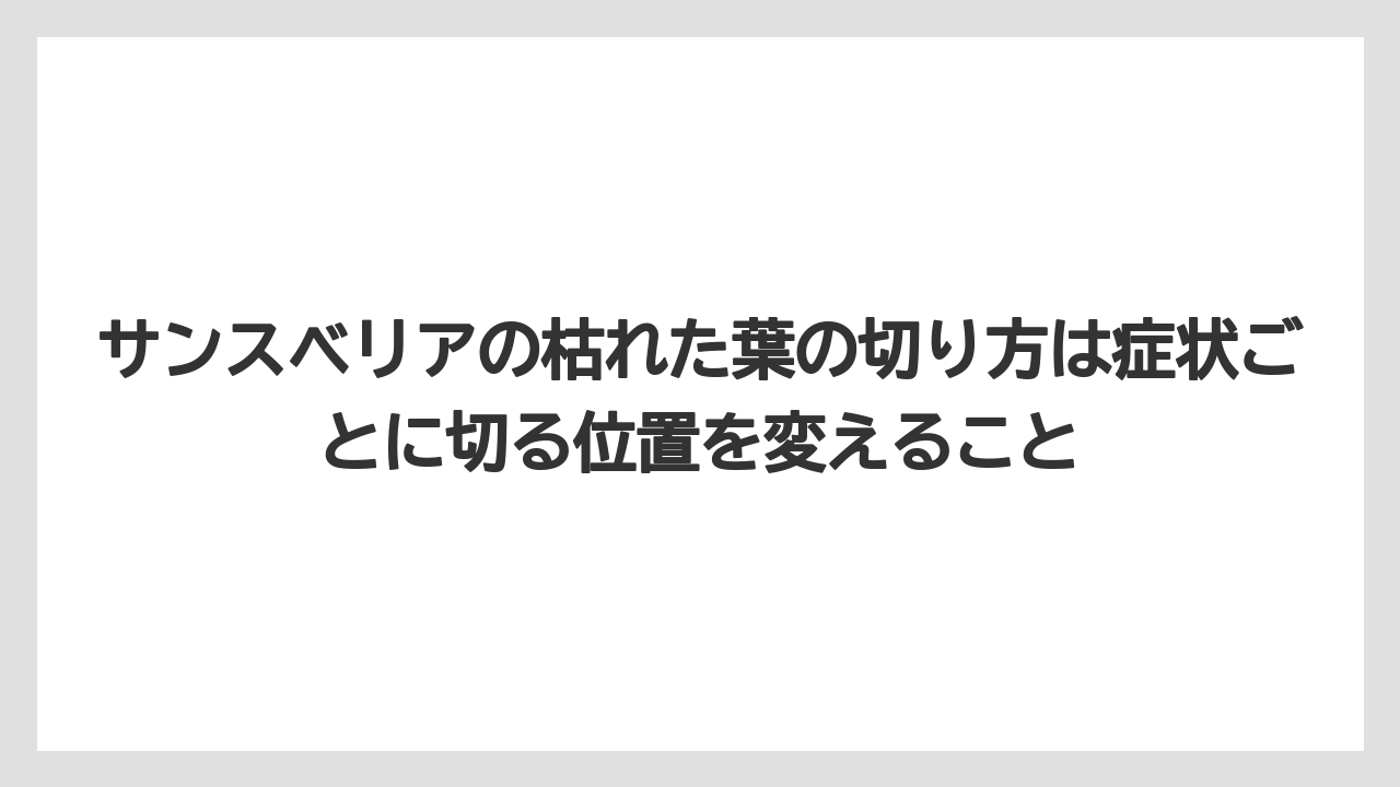 サンスベリアの枯れた葉の切り方は症状ごとに切る位置を変えること