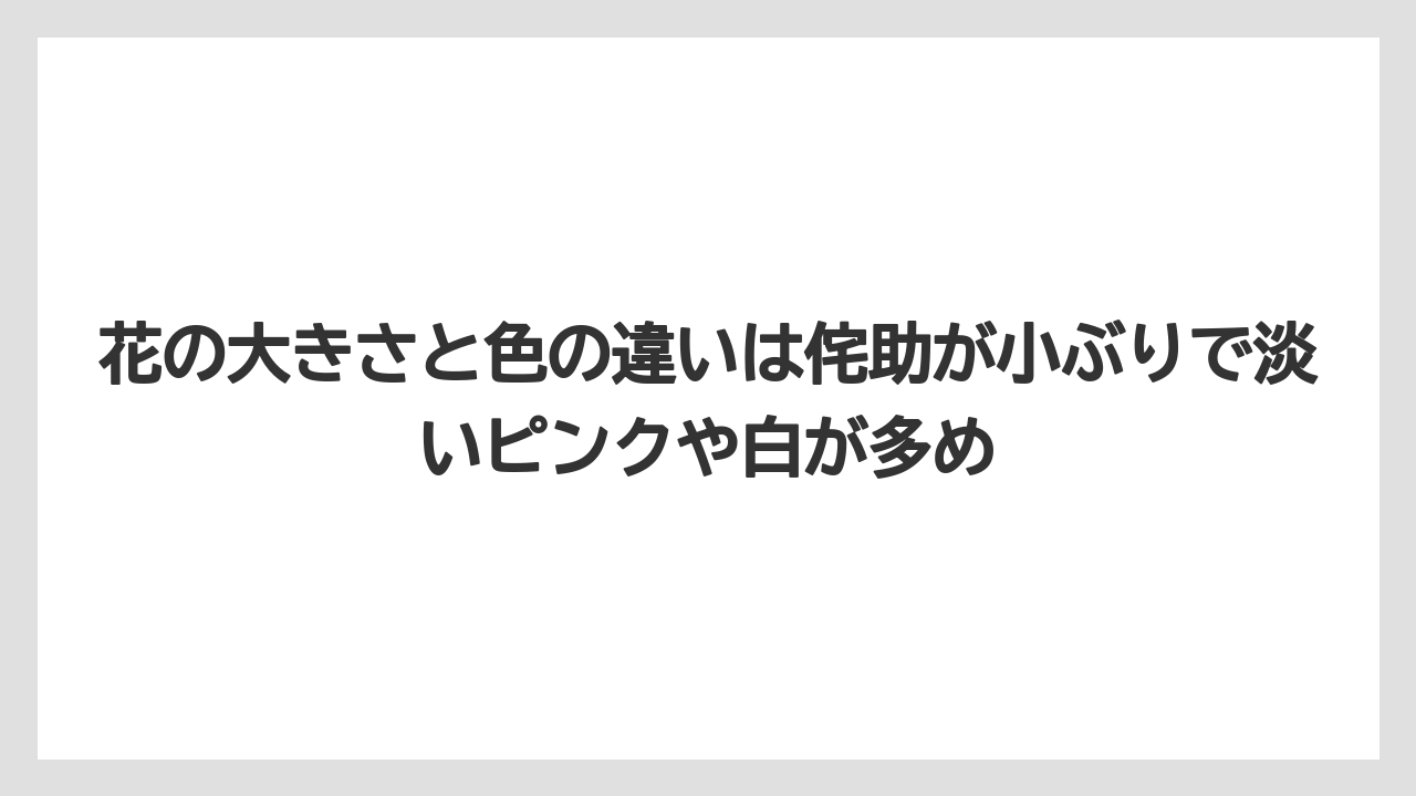 【栽培】【農園】【農業】花の大きさと色の違いは侘助が小ぶりで淡いピンクや白が多め