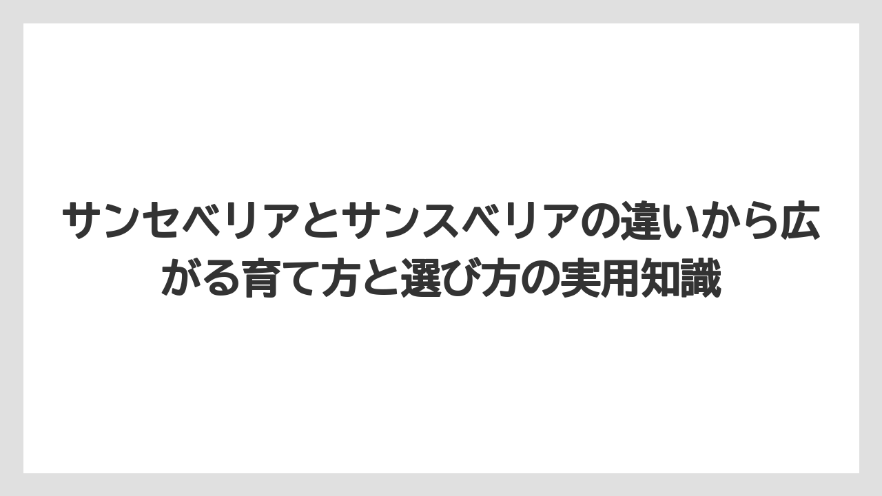 【サンスベリア】【サンセベリア】【栽培】トラノオやチトセランも同じ仲間を指す呼び名として使われる
