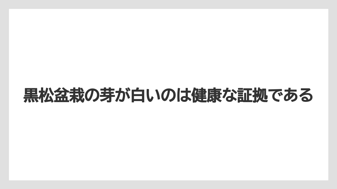 【栽培】【農園】【農業】黒松盆栽の芽が白いのは健康な証拠である