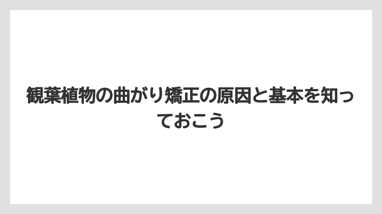 観葉植物の曲がり矯正の原因と基本を知っておこう