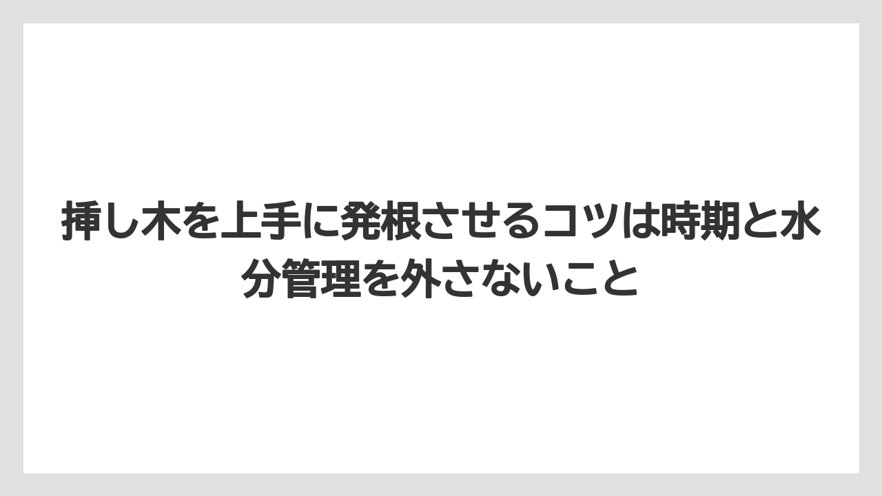 【バラ】【ミモザ】【メネデール】【栽培】【肥料】挿し木を上手に発根させるコツは時期と水分管理を外さないこと