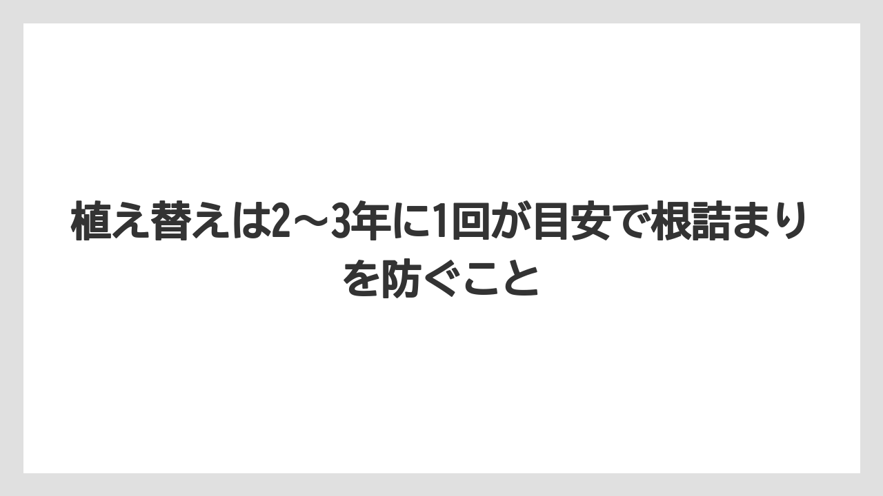 【栽培】【農園】【農業】植え替えは2〜3年に1回が目安で根詰まりを防ぐこと