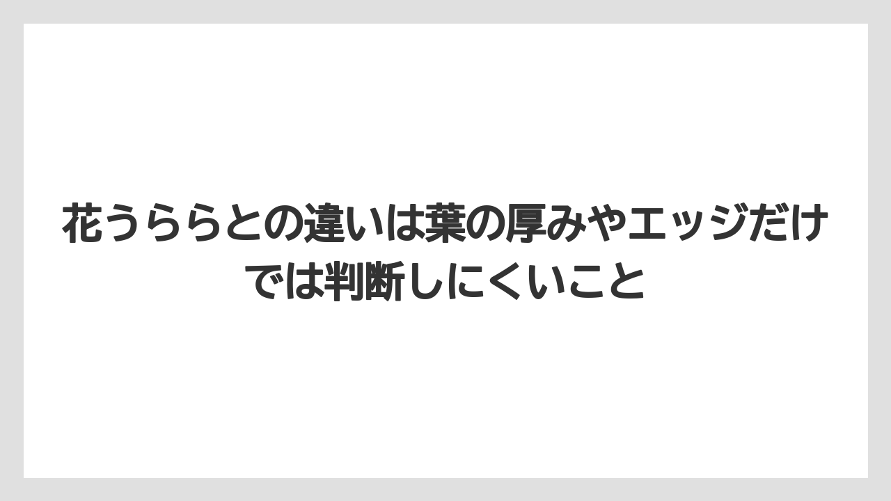 【100均】【エケベリア】【バラ】【多肉植物】【栽培】花うららとの違いは葉の厚みやエッジだけでは判断しにくいこと