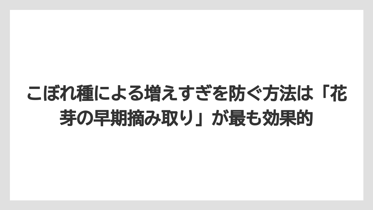 【いけない】【バジル】【後悔】【植え】【育て方】こぼれ種による増えすぎを防ぐ方法は「花芽の早期摘み取り」が最も効果的