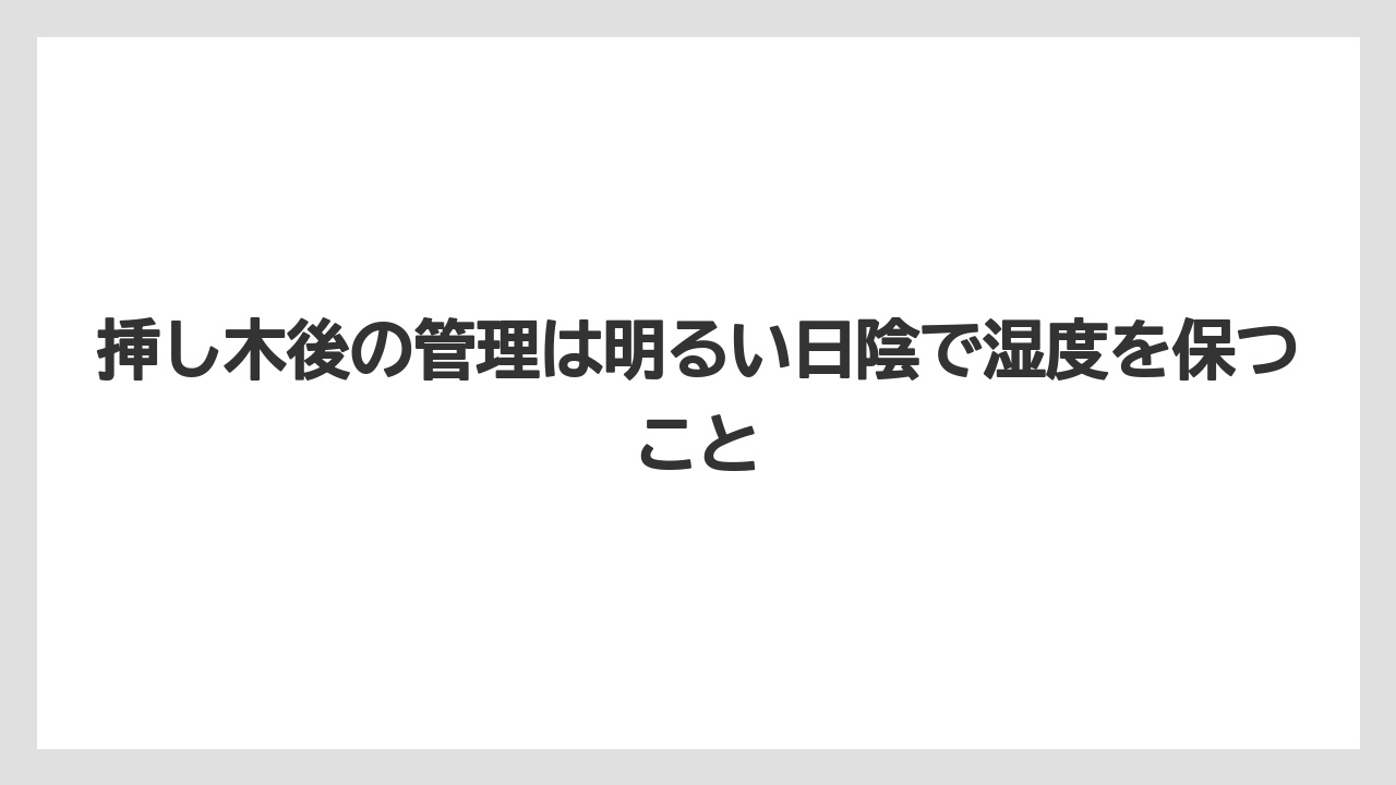 【バラ】【ミモザ】【メネデール】【栽培】【肥料】挿し木後の管理は明るい日陰で湿度を保つこと
