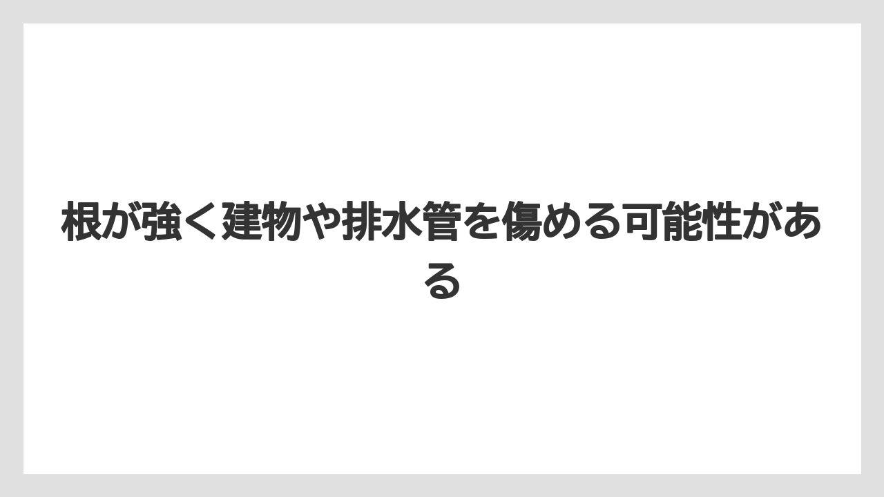 【支柱】【栽培】【農業】根が強く建物や排水管を傷める可能性がある