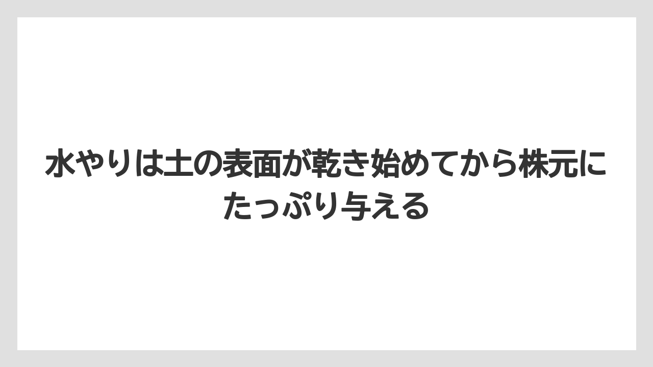 【バラ】【栽培】【肥料】水やりは土の表面が乾き始めてから株元にたっぷり与える