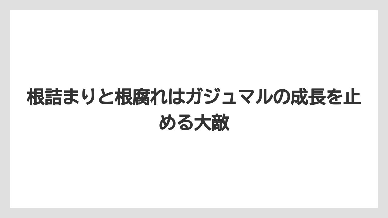 【ガジュマル】【根】【栽培】【育て方】根詰まりと根腐れはガジュマルの成長を止める大敵