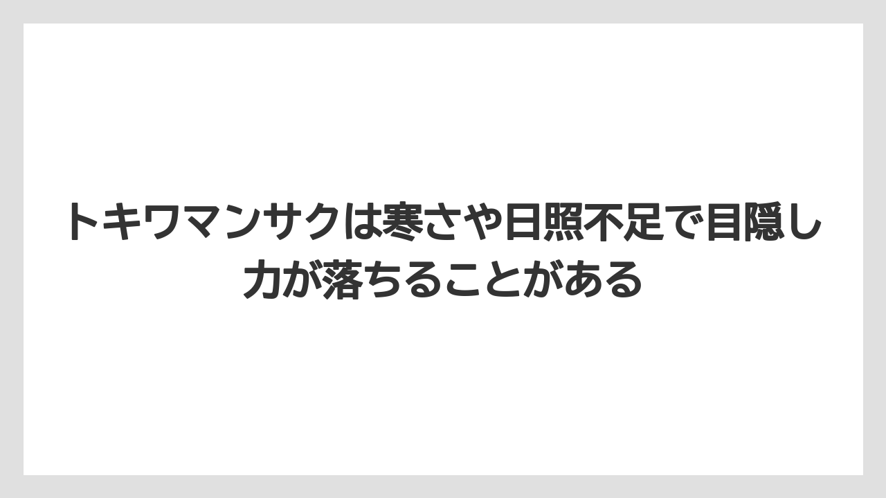 【栽培】【農園】【農業】トキワマンサクは寒さや日照不足で目隠し力が落ちることがある