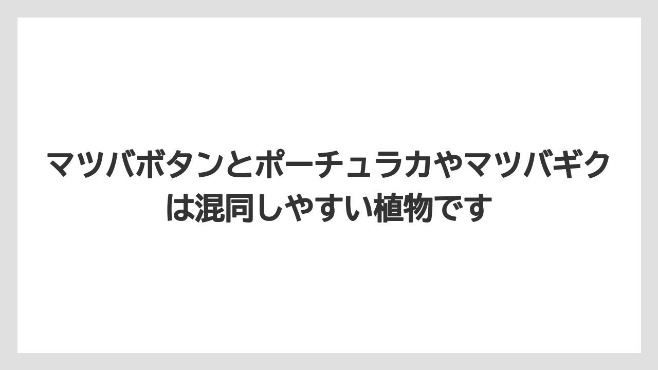 【栽培】【農園】【農業】マツバボタンとポーチュラカやマツバギクは混同しやすい植物です