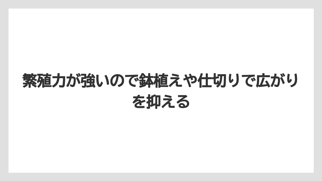【ハナニラ】【栽培】【毒】繁殖力が強いので鉢植えや仕切りで広がりを抑える