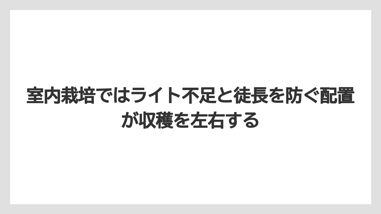 【100均】【しそ】【バーミキュライト】【栽培】【水耕栽培】室内栽培ではライト不足と徒長を防ぐ配置が収穫を左右する