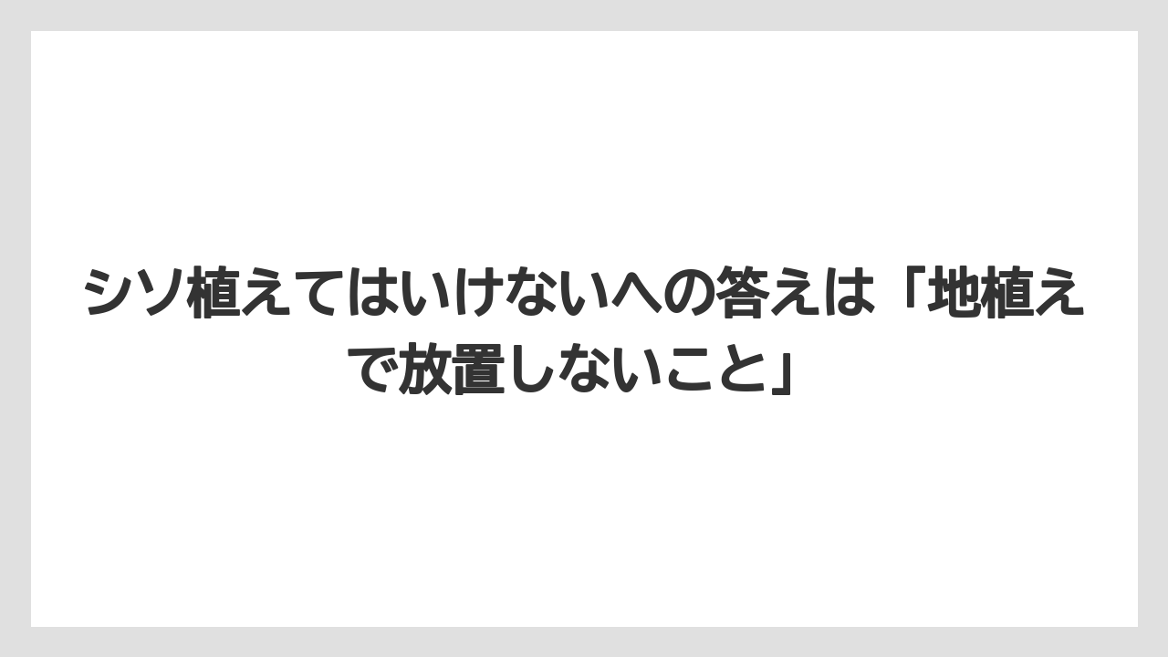 【いけない】【大葉】【庭】【栽培】【植え】シソ植えてはいけないへの答えは「地植えで放置しないこと」