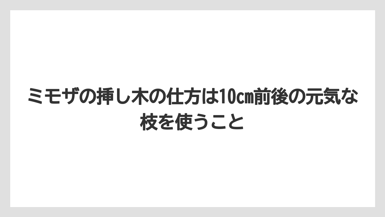 【バラ】【ミモザ】【メネデール】【栽培】【肥料】ミモザの挿し木の仕方は10cm前後の元気な枝を使うこと