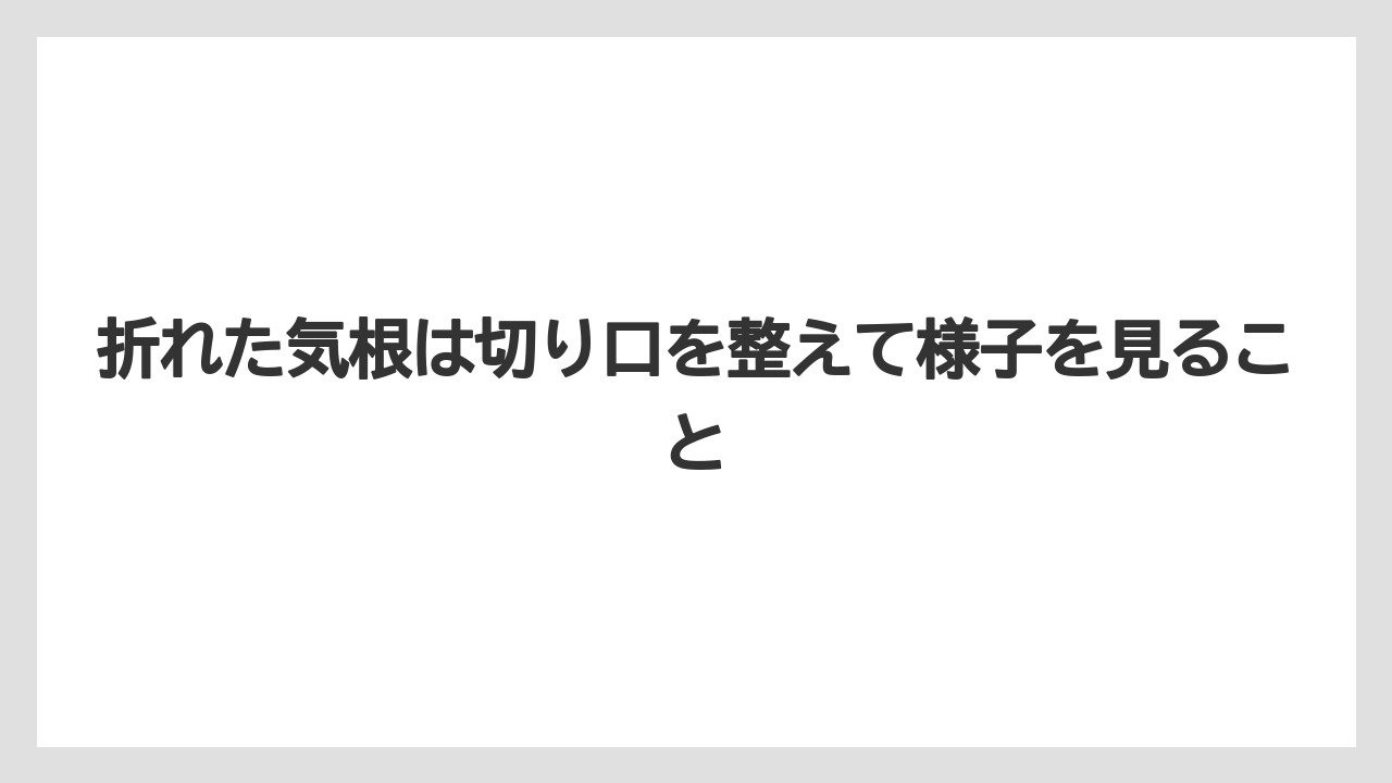 【モンステラ】【栽培】【農業】折れた気根は切り口を整えて様子を見ること