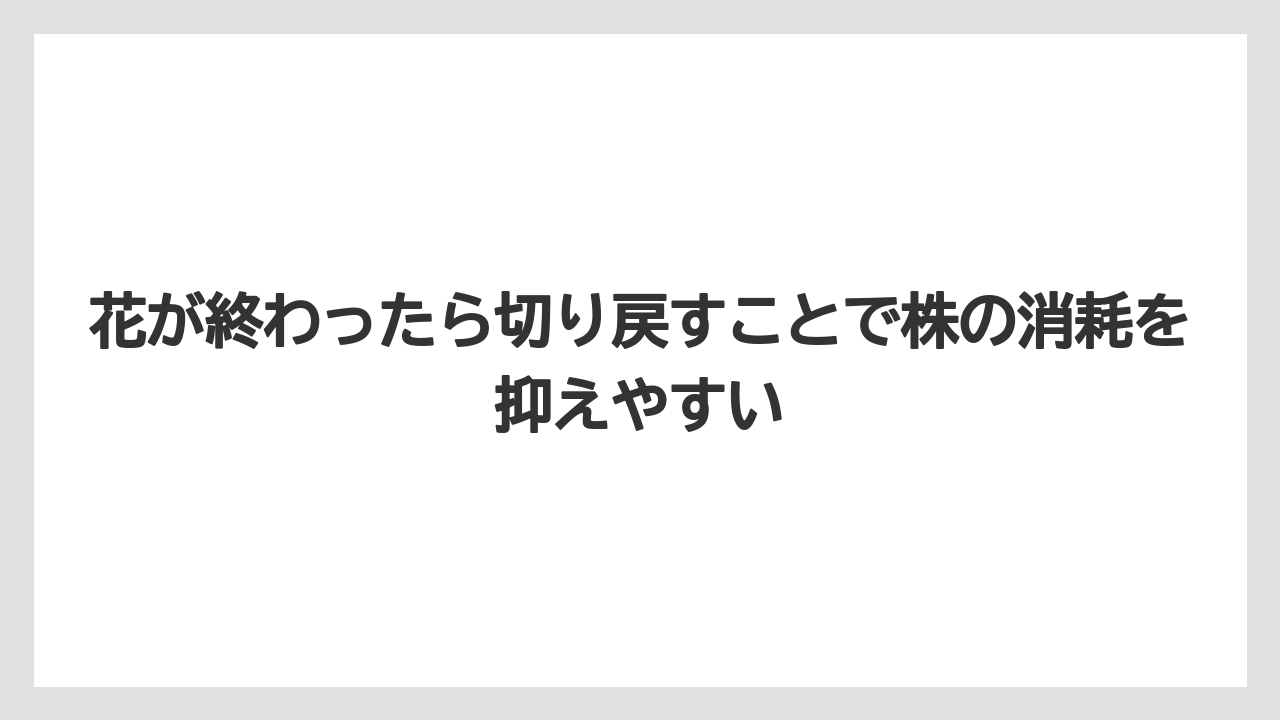 【栽培】【農園】【農業】花が終わったら切り戻すことで株の消耗を抑えやすい