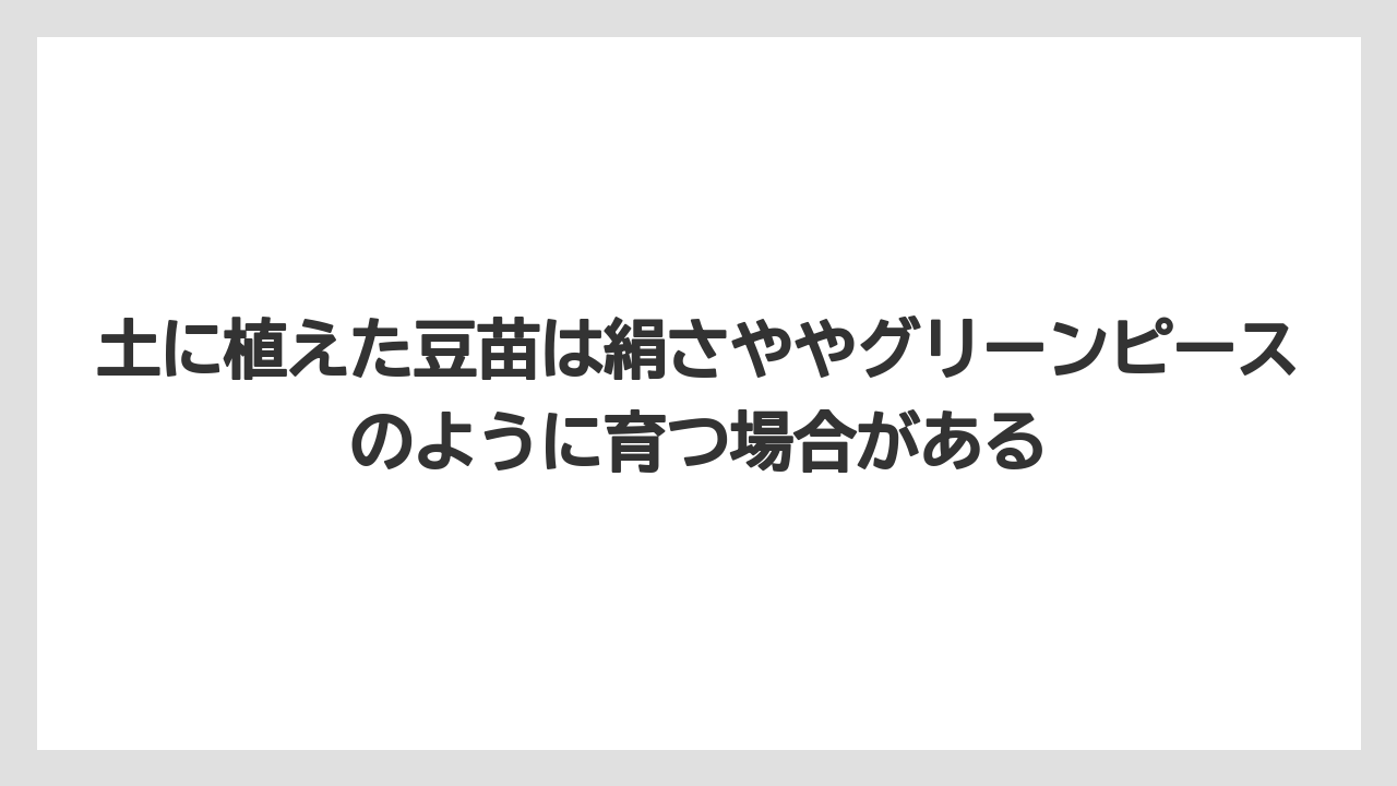 【栽培】【豆苗】【農業】土に植えた豆苗は絹さややグリーンピースのように育つ場合がある