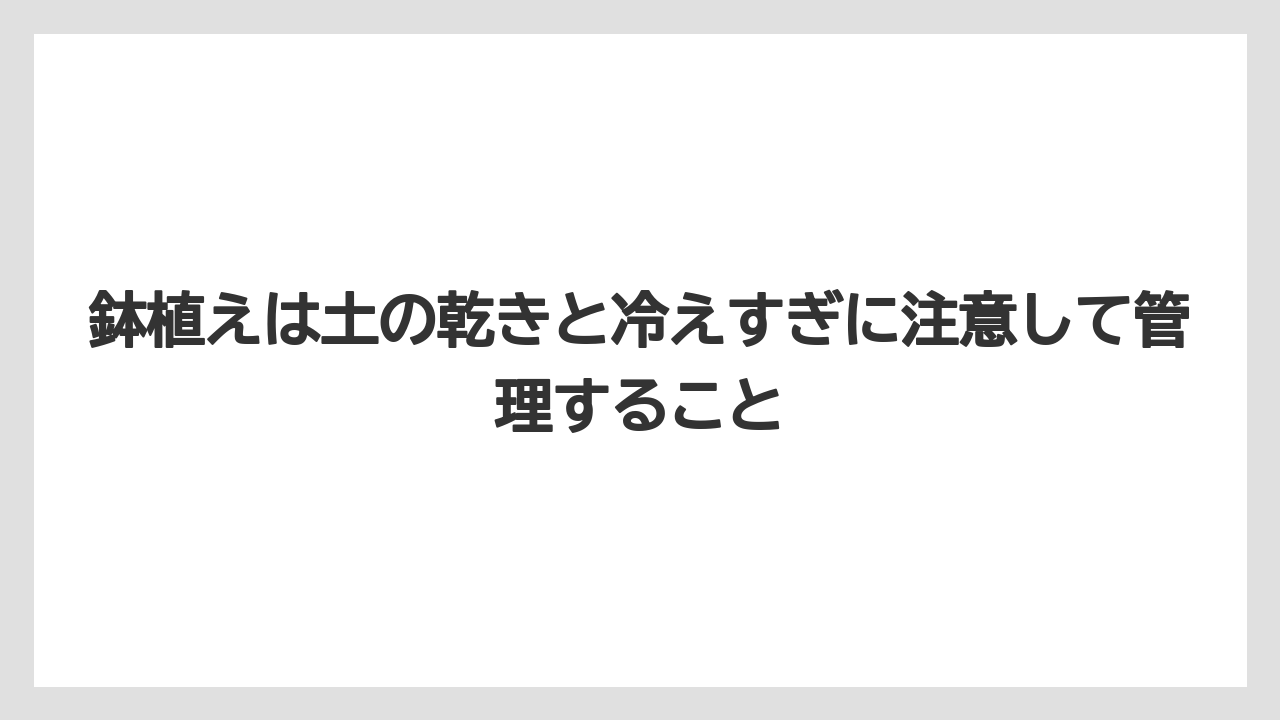 【栽培】【農園】【農業】鉢植えは土の乾きと冷えすぎに注意して管理すること