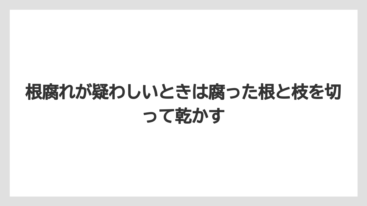 【木】【栽培】【農業】根腐れが疑わしいときは腐った根と枝を切って乾かす
