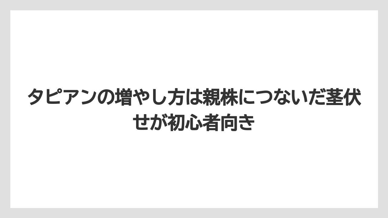 【栽培】【農園】【農業】タピアンの増やし方は親株につないだ茎伏せが初心者向き