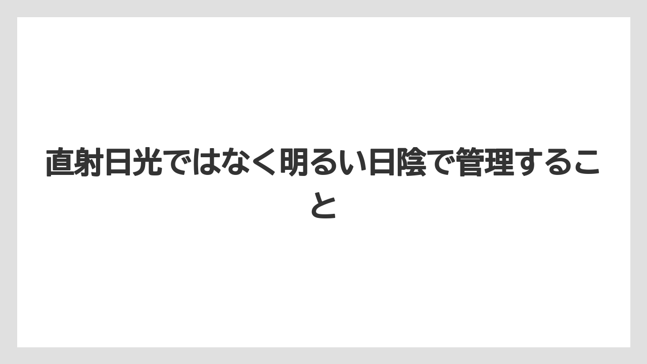 【まりも】【バラ】【栽培】直射日光ではなく明るい日陰で管理すること