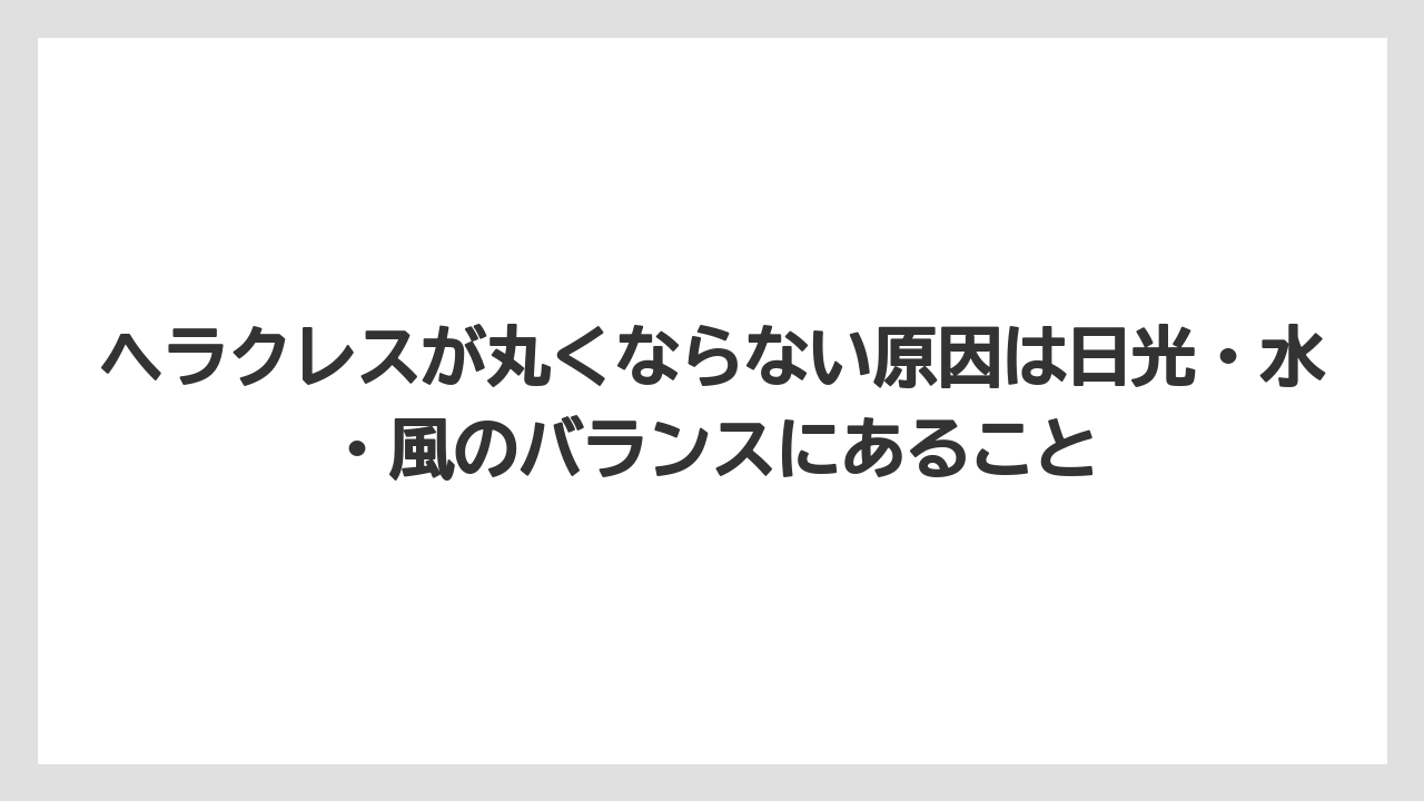 【100均】【エケベリア】【バラ】【多肉植物】【栽培】ヘラクレスが丸くならない原因は日光・水・風のバランスにあること