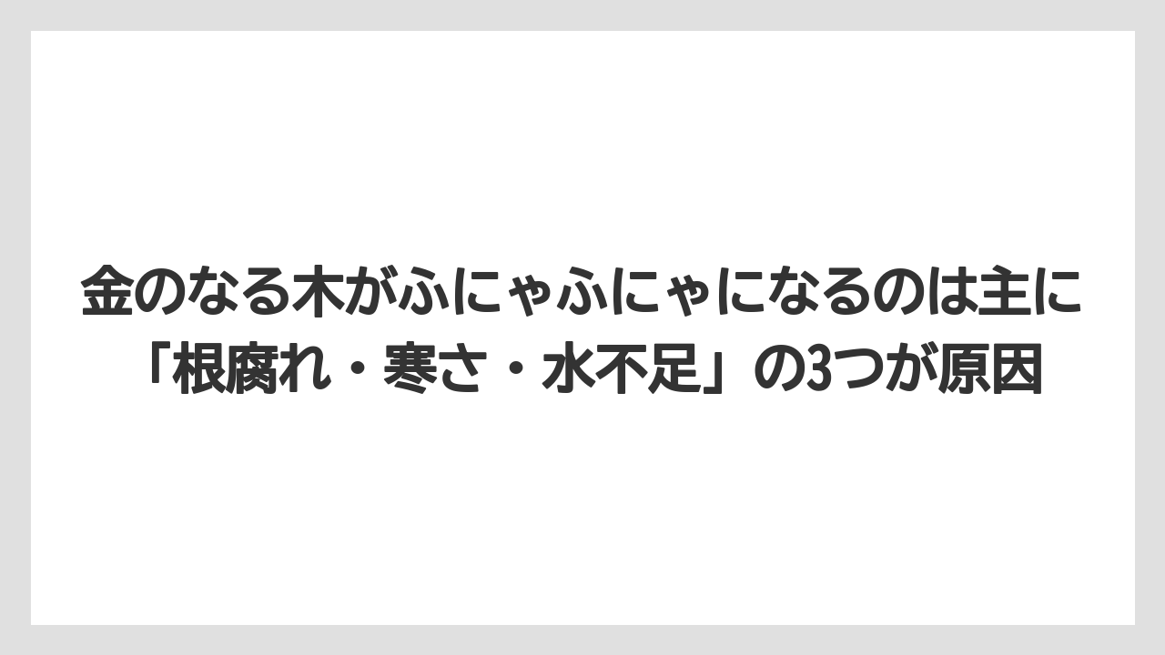【木】【栽培】【農業】金のなる木がふにゃふにゃになるのは主に「根腐れ・寒さ・水不足」の3つが原因