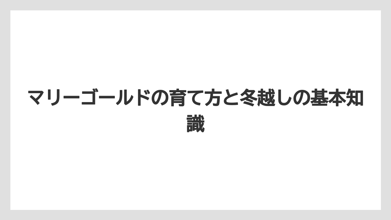 マリーゴールドの育て方と冬越しの基本知識