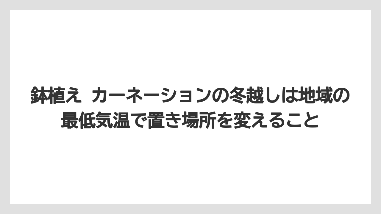 【栽培】【農園】【農業】鉢植え カーネーションの冬越しは地域の最低気温で置き場所を変えること