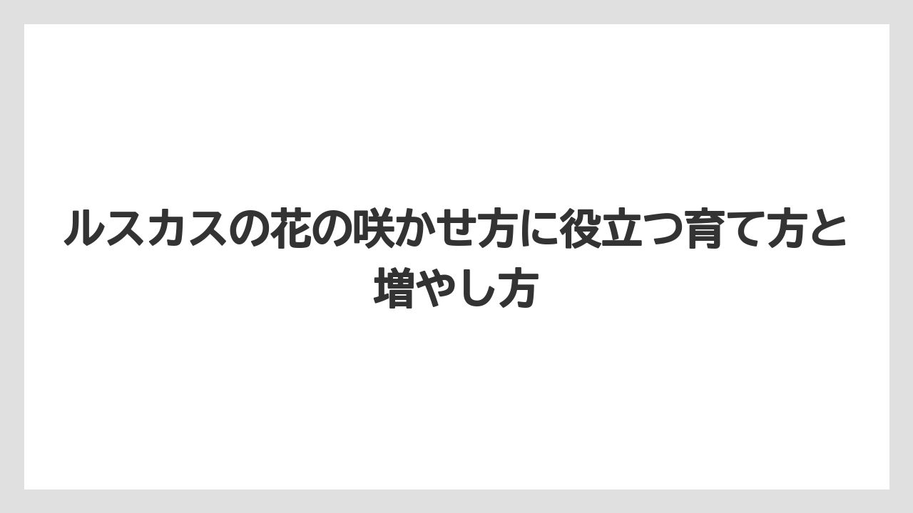 【ルスカス】【栽培】【花】【葉】ルスカス 花筏との違いは「葉に見える枝」に花がつくこと