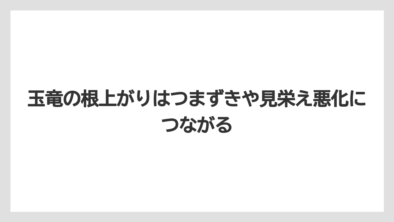 【しそ】【ミント】【栽培】玉竜の根上がりはつまずきや見栄え悪化につながる