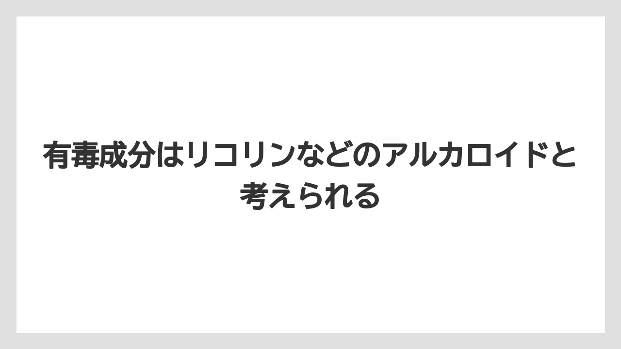 【ハナニラ】【栽培】【毒】有毒成分はリコリンなどのアルカロイドと考えられる
