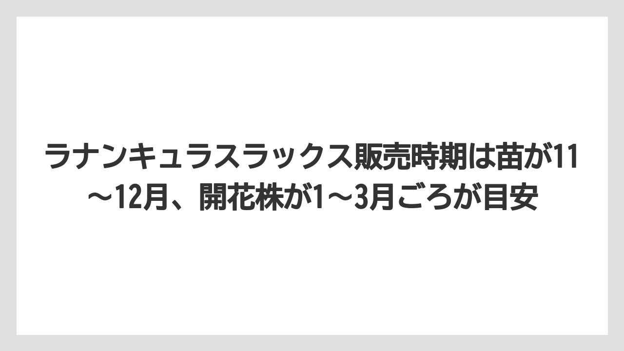 【栽培】【農園】【農業】ラナンキュラスラックス販売時期は苗が11〜12月、開花株が1〜3月ごろが目安